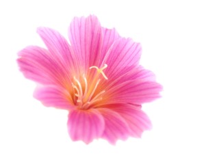Lewisia cotyledon - bloom