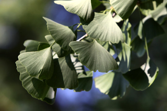 Gingko