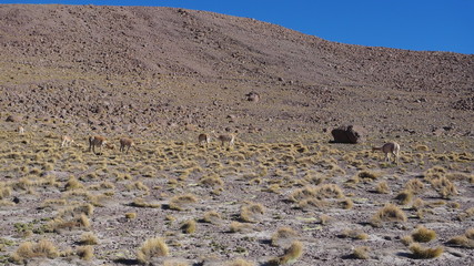 Animaux dans le désert