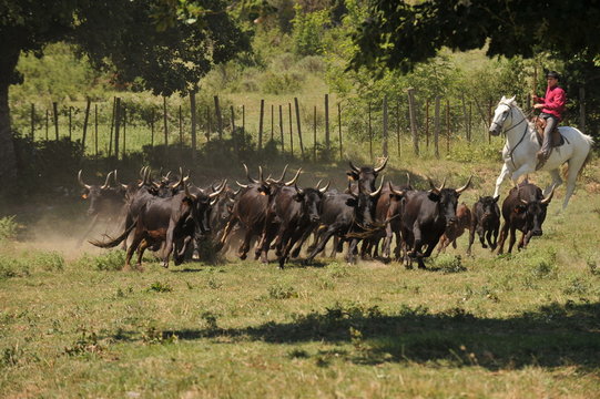 Ferrade en Camargue