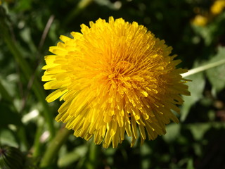 Sonchus (Sowthistle)