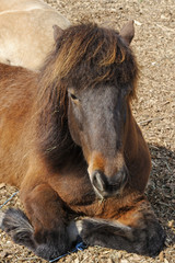 pferd sitzt