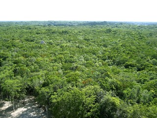 Fototapeta na wymiar jungle aerial view in central america Mexico