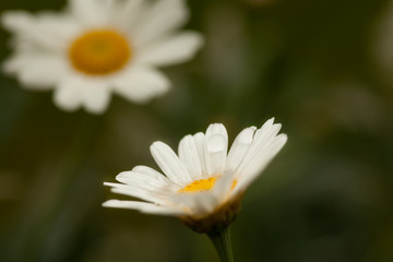 Obraz premium Margarete