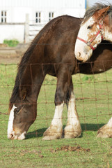 Horses, Grazing and Watching