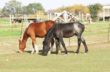 Obraz premium Two Horses Grazing
