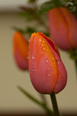 Naklejka premium Tulpe