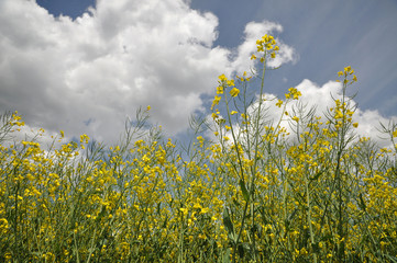 Canola Field