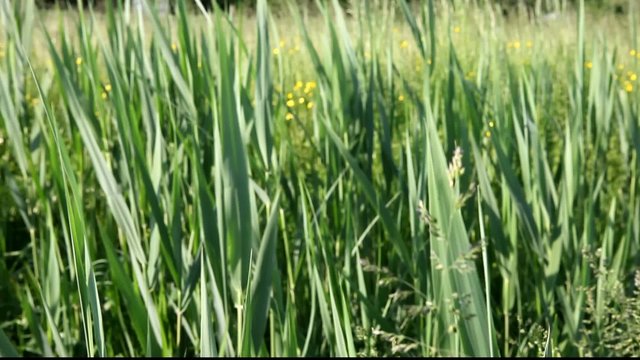 cmabio focale campo d'erba
