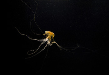 jellyfish