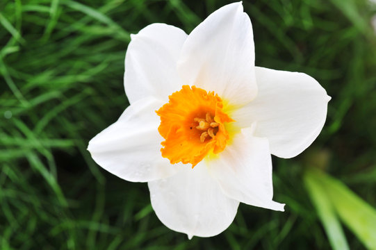 one blossoming narcissus