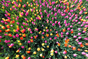 Colorful tulips from above