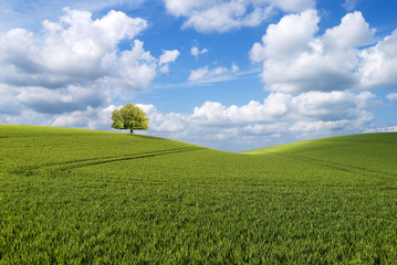 Tree on the hill