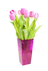 Pink tulips in vase over white background