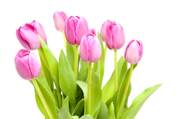 Obraz na płótnie Canvas Pink tulips in closeup over white background