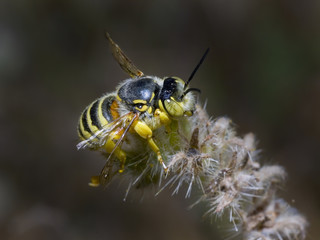 Cactus Bee resting