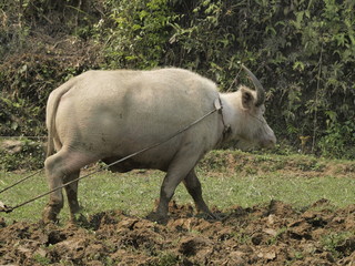Arando con bufalo en Vietnam