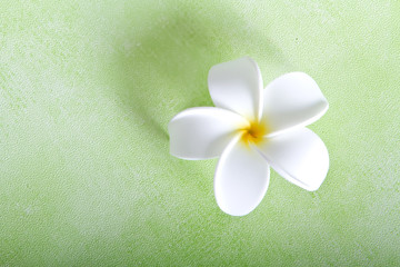 Frangipani flower on green background