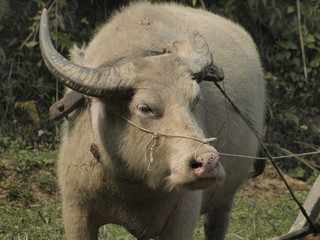 Arando con bufalo en Vietnam