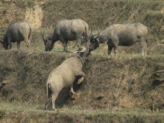 Bufalos en Vietnam