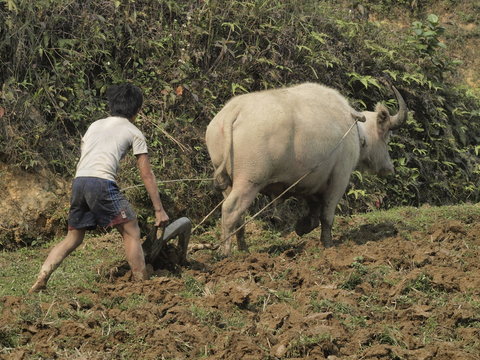 Arando con bufalo en Vietnam