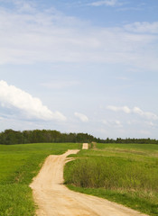 road through the meadow