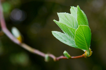 spring leaf on tree brunch