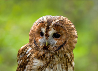 Fototapeta premium Tawny Owl 2