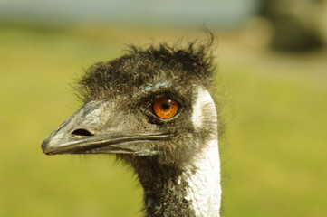 Facial detail of an emu