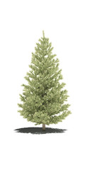 tree fir pine evergreen shadow 3d cg