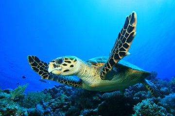 Sea Turtle (Hawksbill Turtle - Eretmochelys imbricata)