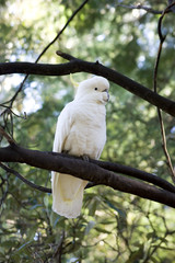 Cockatoo on a tree -2