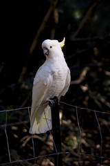 White cockatoo