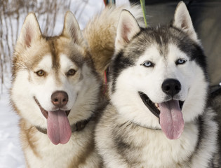 Two siberian husky