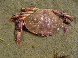 Crab in Aquinnah Beach