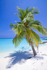 Maldives. .Palm tree bent above waters of ocean...