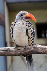 Hornbills (Bucerotidae). Tockus erythrorhynchus