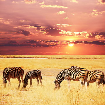Fototapeta Zebras