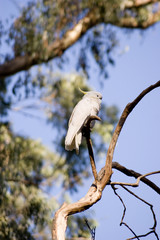 Cockatoo on a tree