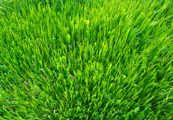 Fresh green grass background