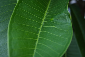 leaves