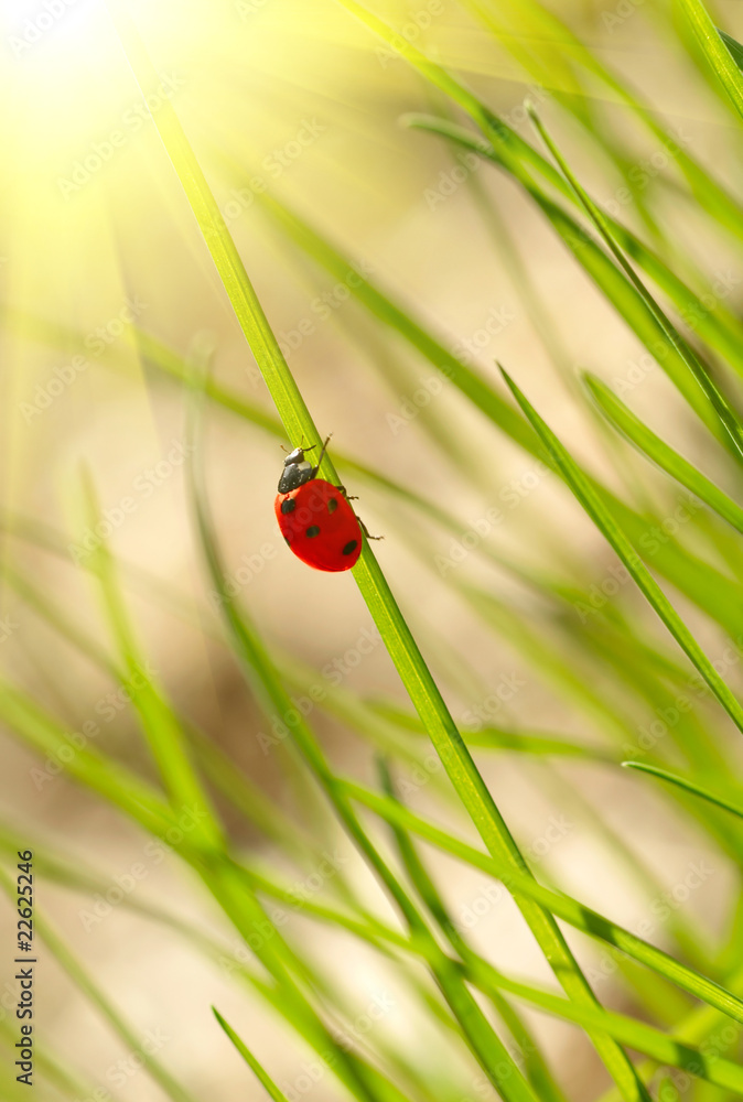 Poster ladybug on green grass. shallow dof