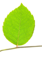 closeup of green leaf on stem isolated on white