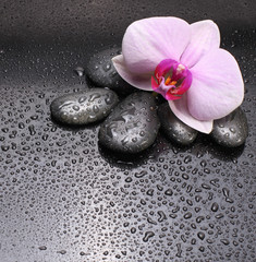 black stones and orchid flower