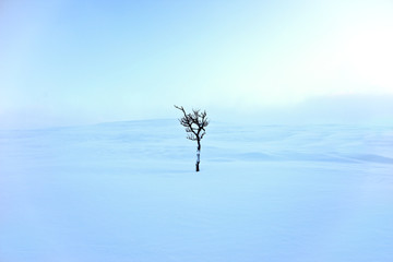 A lonesome tree