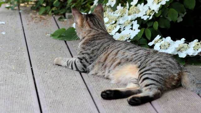 chat au repos sur la terrasse