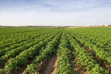 Fototapeta na wymiar Raw of potato field spring time Israel