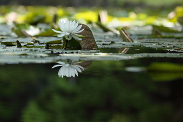 睡蓮 (小石川後楽園)