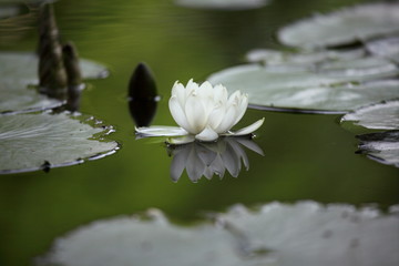 睡蓮 (小石川後楽園)