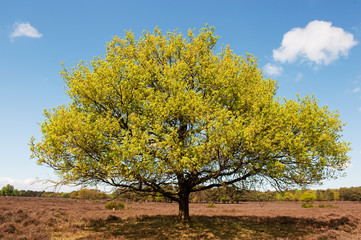 Fototapeta premium Beech tree in landscape